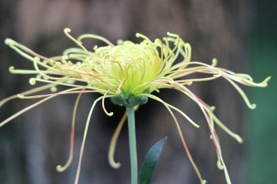 ​万紫千红不是春：成都人民公园菊花展掠影