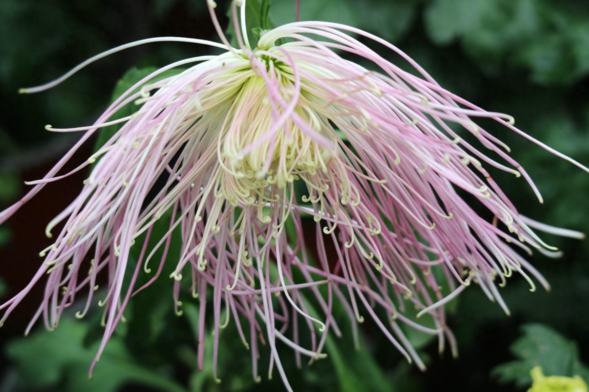 万紫千红不是春:成都人民公园菊花展掠影