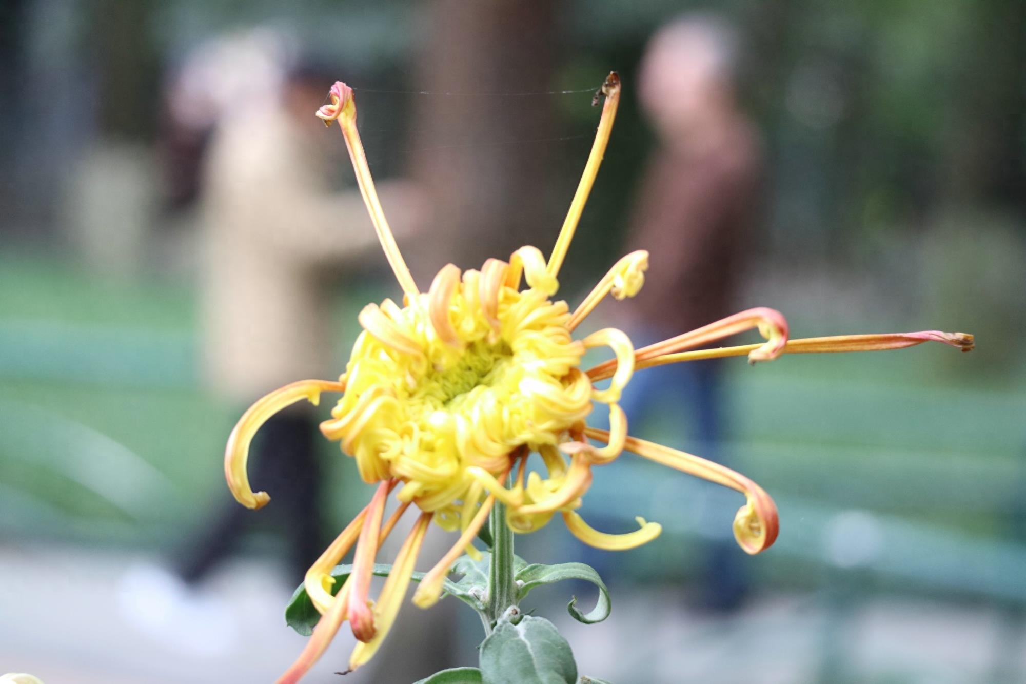 万紫千红不是春:成都人民公园菊花展掠影