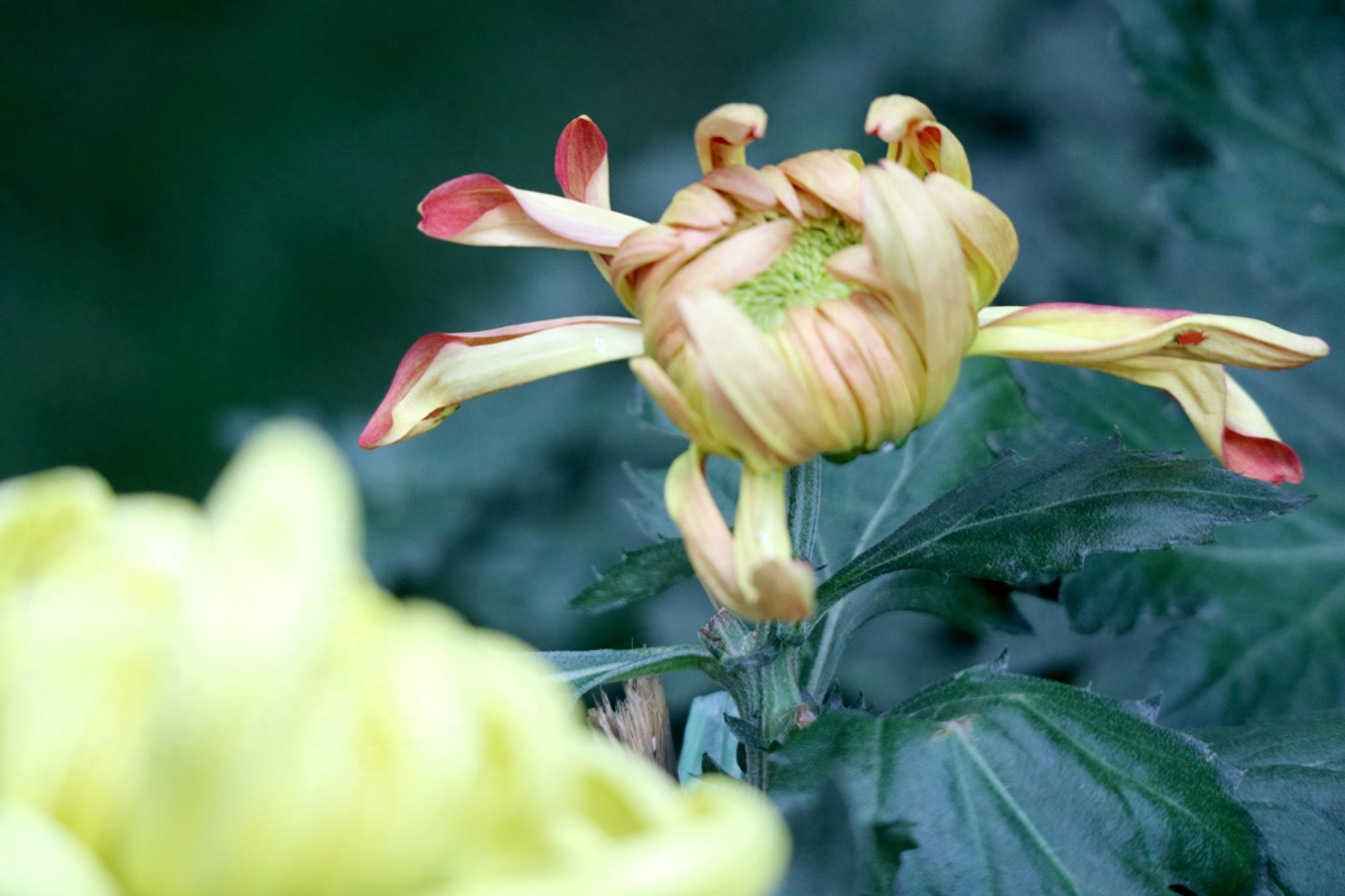 万紫千红不是春:成都人民公园菊花展掠影