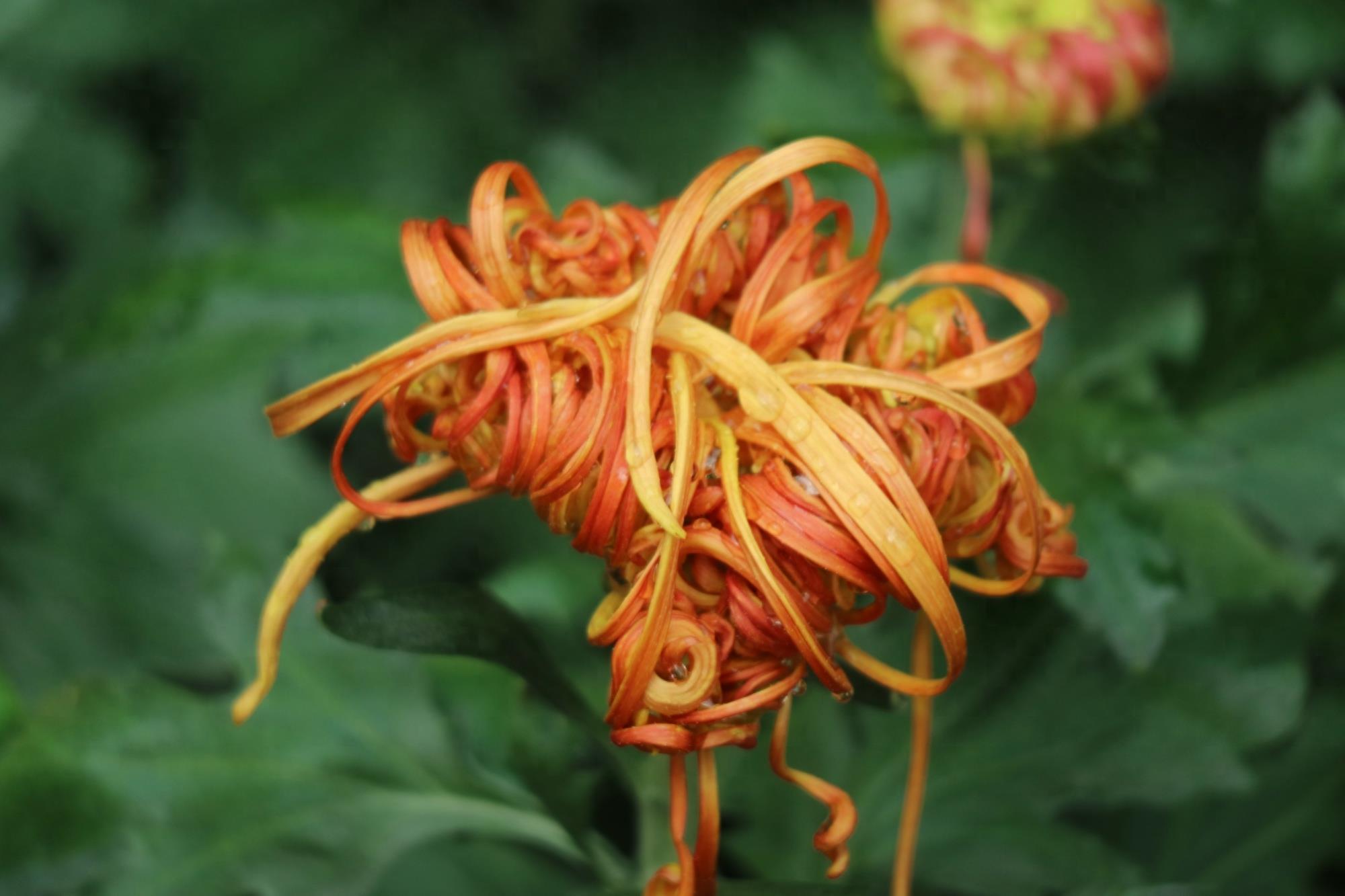 万紫千红不是春:成都人民公园菊花展掠影