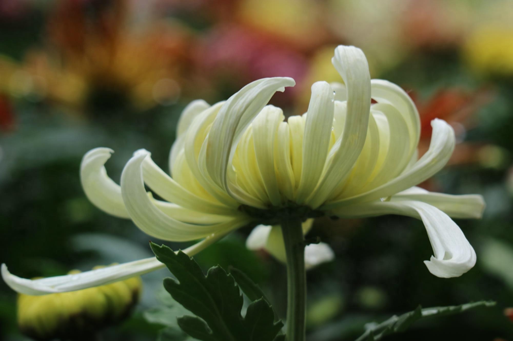 万紫千红不是春:成都人民公园菊花展掠影