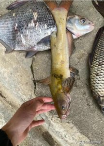 ​江西钓友惊钓“黄辣丁之王”！1.2斤刷新赣江记录，网友争相抢购