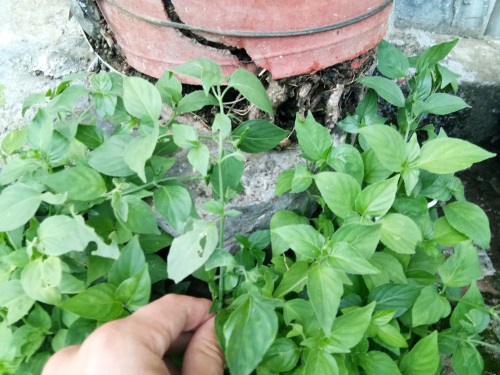 狗肝菜-农村随处可见的野菜