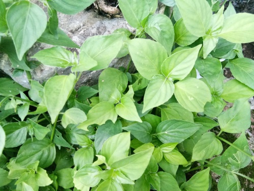 狗肝菜-农村随处可见的野菜