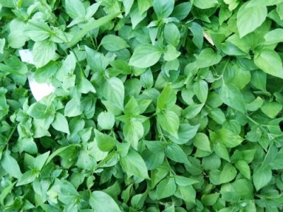 ​狗肝菜-农村随处可见的野菜