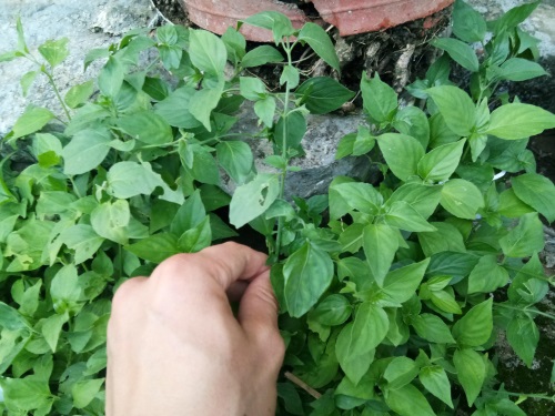 狗肝菜-农村随处可见的野菜