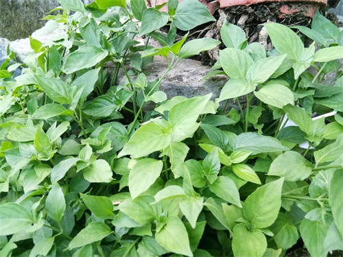 狗肝菜-农村随处可见的野菜