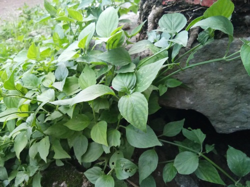 狗肝菜-农村随处可见的野菜