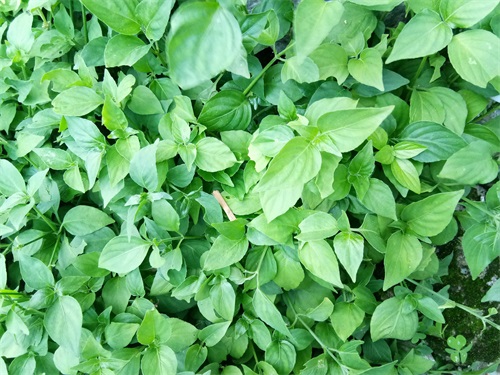 狗肝菜-农村随处可见的野菜
