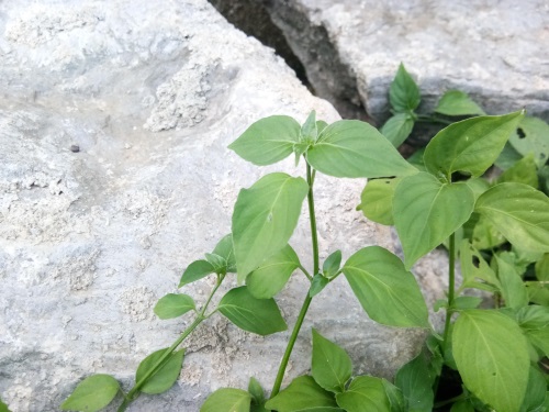 狗肝菜-农村随处可见的野菜