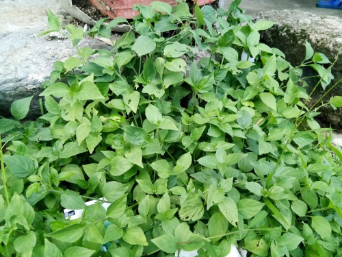狗肝菜-农村随处可见的野菜