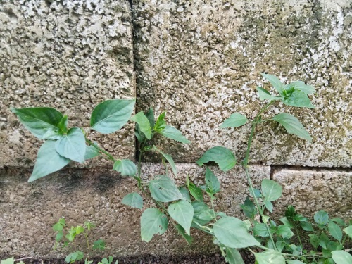 狗肝菜-农村随处可见的野菜