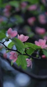 ​缘浅岁月深，四月相知，多少相思负流年