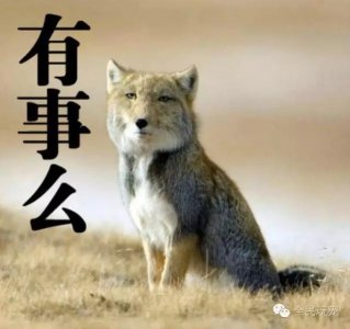 ​藏狐：行走的表情包，用不用这么淡定啊？！