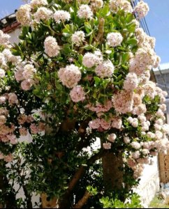 ​玉树长得快，有4个“诀窍”，很快长成粗壮老桩