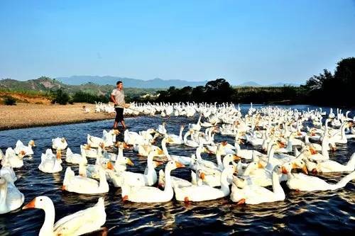湖南特产有哪些土特产(湖南土特产排行榜前十名)-
