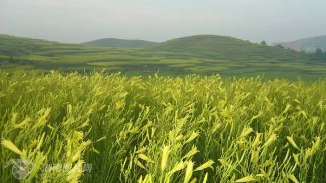 湖南特产有哪些土特产(湖南土特产排行榜前十名)-