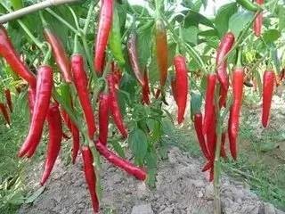 湖南特产有哪些土特产(湖南土特产排行榜前十名)-