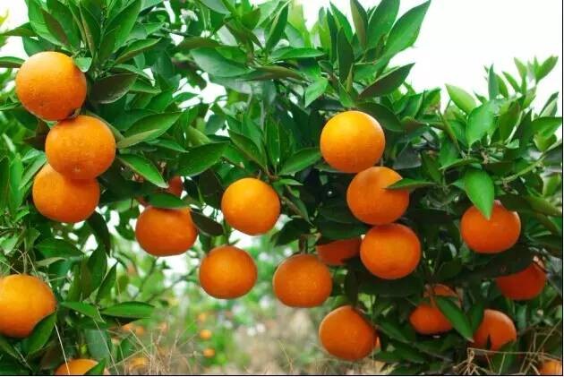 湖南特产有哪些土特产(湖南土特产排行榜前十名)-