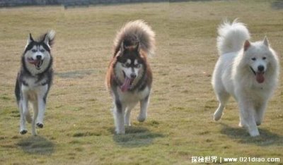 ​雪橇三傻都有谁 被当作宠物狗来养
