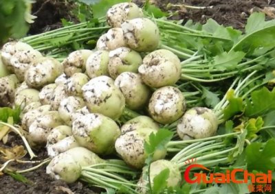 ​被诸葛亮发现的大头菜是什么菜？长什么样子？怎么做？