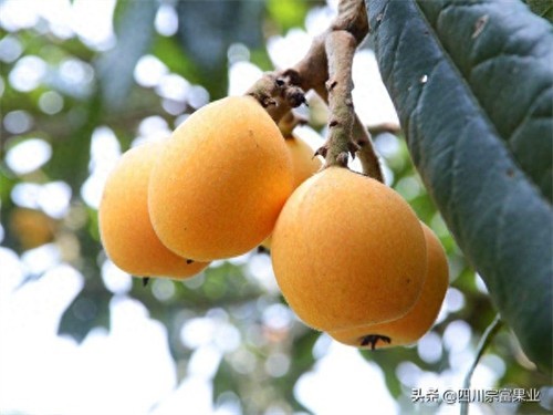 枇杷树适合在什么地方种植(枇杷树的种植方法)