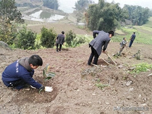枇杷树适合在什么地方种植(枇杷树的种植方法)