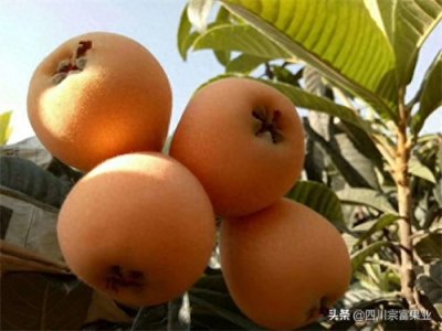 ​枇杷树适合在什么地方种植(枇杷树的种植方法)