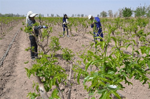 枣树苗几月份种植好(枣树苗啥时栽成活率高)