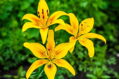 ​象征友谊花语大全 象征友谊的花有哪些