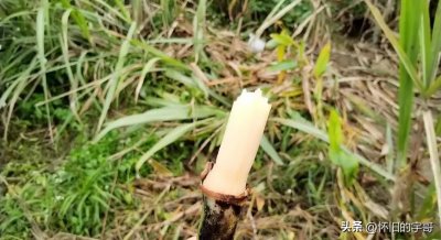 ​潮汕农村美食之竹蔗，长得和竹子一样，给人童年以甜美记忆