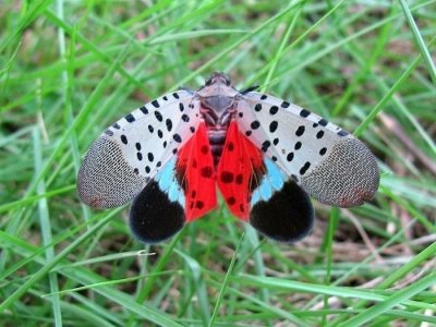 ​危害苹果、葡萄等果树的斑衣蜡蝉发生规律与减药防控技术