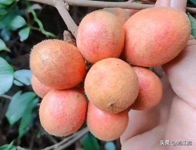 ​瓜馥木人称“腰痛根”，自带“辣”味的野果，乡野不常见的打鼓藤