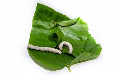 ​养蚕新革命：不吃桑叶能否改变行业格局？