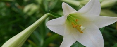 ​百合开花后怎么处理