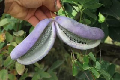 ​20种你可能没有吃过的水果，吃到就是赚到，快来涨姿势