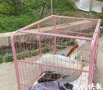 ​白色大鸟乡间漫步还与市民玩耍，民警一查竟大有来头……