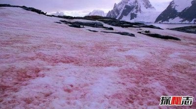 ​世界上罕见的粉红色西瓜雪，带有新鲜西瓜味还可以吃
