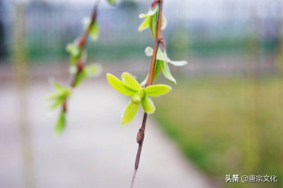 ​凉拌柳芽，最鲜嫩的童年味道，可口好吃