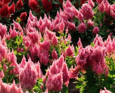 ​女人对你已经上瘾的信号：一种行为