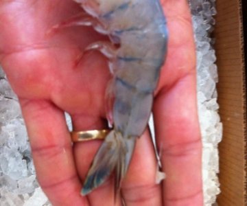 ​虾尾刺破手指身亡 六旬大妈器官衰竭