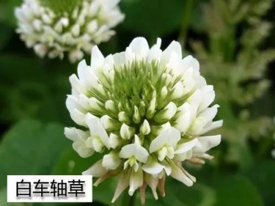 ​知识| 40种常用地被植物，你认全了吗？