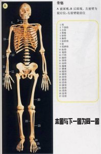 ​史上最全的人体各部位解剖全图，值得收藏