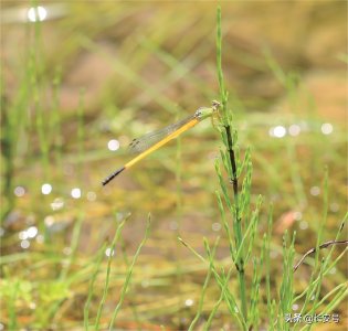 ​「秦岭百科 · 昆虫」长尾黄蟌