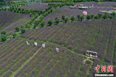 ​航拍贵州桐梓马鞭草紫色“花海”