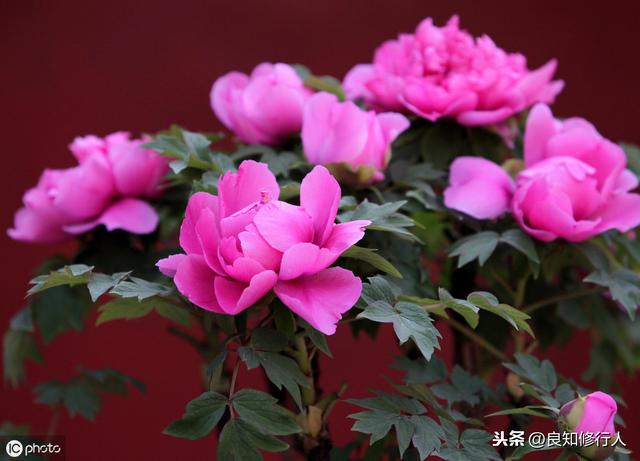 刘禹锡诗经典十首(十首雄奇苍劲的经典作品)(9)