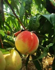 ​王戎不取道旁李(王戎不取道旁李意思)