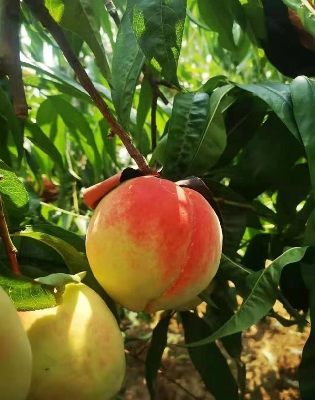 王戎不取道旁李(王戎不取道旁李意思) 王戎不取道旁李 王戎不取道旁李意思 第1张 王戎不取道旁李(王戎不取道旁李意思) 王戎不取道旁李 王戎不取道旁李意思 第1张