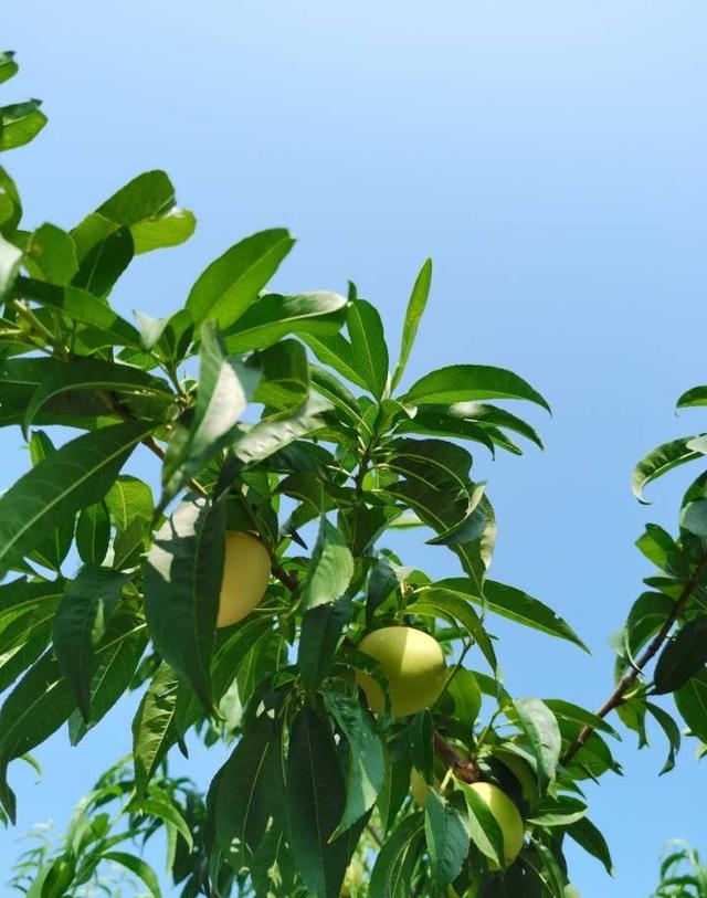 王戎不取道旁李(王戎不取道旁李意思) 王戎不取道旁李 王戎不取道旁李意思 第2张 王戎不取道旁李(王戎不取道旁李意思) 王戎不取道旁李 王戎不取道旁李意思 第2张